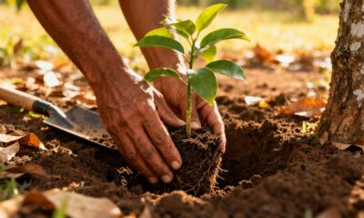 Um detalhe simples ao plantar frutíferas evita que as raízes apodreçam