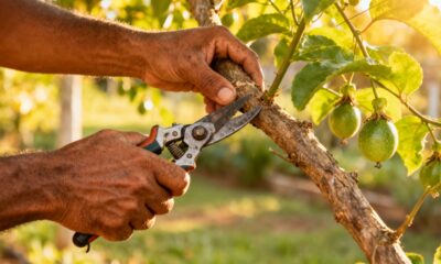 Um detalhe na poda faz o maracujá doce crescer mais rápido do que você imagina