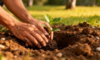 Como plantar jabuticaba híbrida e perceber resultados muito antes do esperado