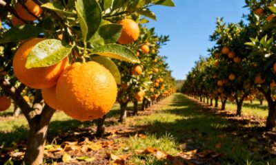 Algo no cuidado da laranja-lima muda totalmente a aparência das folhas