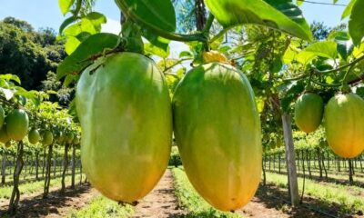 Plantar maracujá gigante exige atenção a um detalhe que muita gente ignora