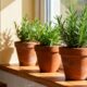 Como plantar alecrim em vasos e manter o aroma forte por meses com cuidados simples
