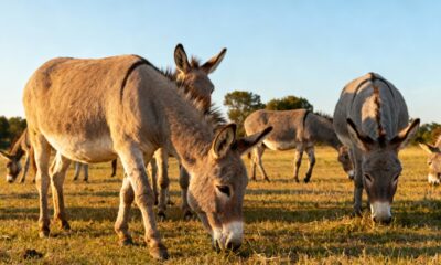 Qual o coletivo de "burros"?