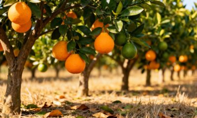 Cultivar laranja pera em casa revela um ritmo de produção que surpreende