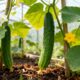 Plantar pepino japonês em casa levanta dúvidas
