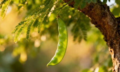 Como plantar feijão-vagem e colher em 50 dias