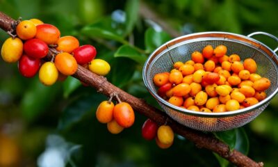 A fruta doce que cresce depressa, resiste a solos pobres e ainda enche o quintal de cor e perfume