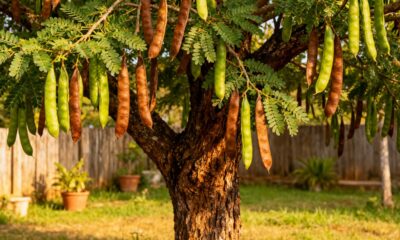 Ingá-feijão pode transformar o quintal quando plantado no lugar certo