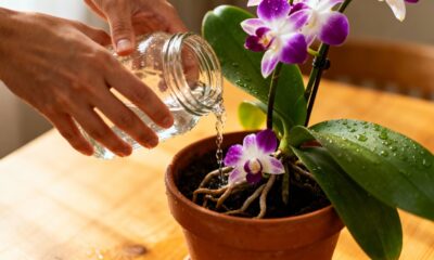 Regar orquídeas sem atenção a certos detalhes pode encurtar a floração