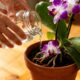 Regar orquídeas sem atenção a certos detalhes pode encurtar a floração