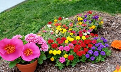 A flor onze-horas espanta pulgões e ainda enfeita o quintal com cores fortes e cheias de vida