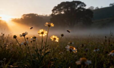 O motivo curioso que faz algumas flores crescerem viradas só para o leste