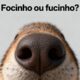 Focinho ou fucinho? Apenas uma forma está correta