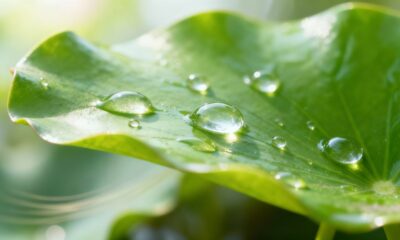 O mistério das folhas que nunca acumulam poeira e parecem sempre limpas