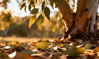 Folhas de eucalipto escondem um potencial natural que vai além do perfume