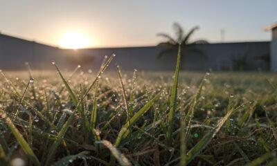 Mesmo em clima abafado a natureza encontra um jeito de formar orvalho