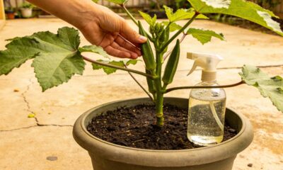 O segredo dos pequenos produtores para ter quiabo limpo e saudável o ano inteiro sem gastar quase nada com venenos ou adubos