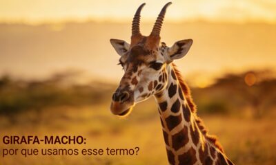 A curiosa regra por trás do nome da girafa