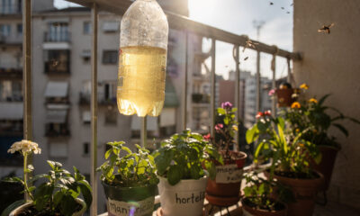 Nem repelente químico, nem armadilha cara: essa garrafa com vinagre resolve pragas na varanda sem esforço