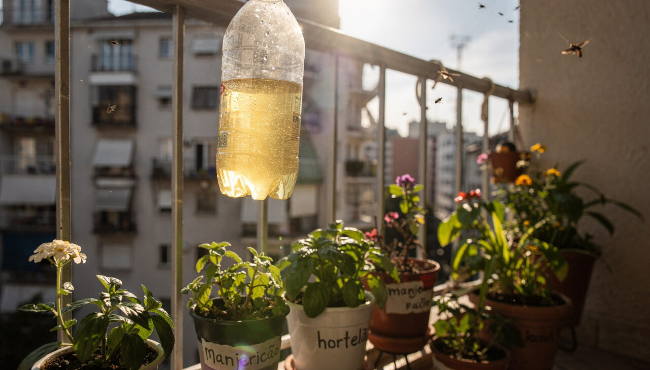 Nem repelente químico, nem armadilha cara: essa garrafa com vinagre resolve pragas na varanda sem esforço