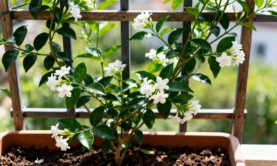 Plantar jasmim-árabe no quintal ou varanda é o truque para flor e perfume natural