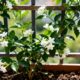 Plantar jasmim-árabe no quintal ou varanda é o truque para flor e perfume natural