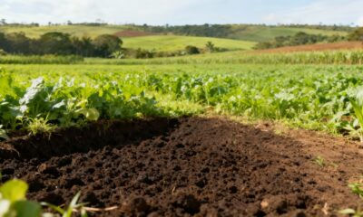A cor do solo é um sinal silencioso de como a natureza trabalha