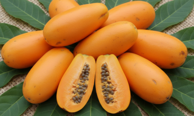 Jaracatiá é uma fruta diferente que surpreende quem prova e quem tenta cultivar