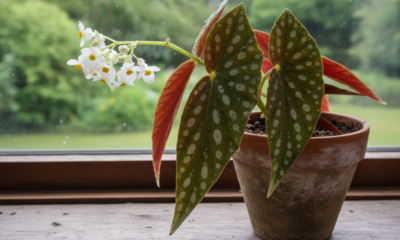 Falar com essa planta virou um hábito inesperado que trouxe calma ao meu dia