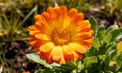 Essa flor colorida simboliza alegria e transforma a energia da entrada da casa