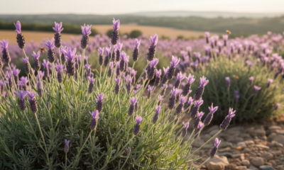 A lavanda-francesa virou aliada de quem quer menos moscas no quarto