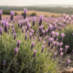 A lavanda-francesa virou aliada de quem quer menos moscas no quarto
