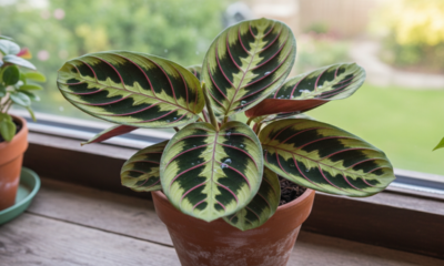 Comecei a reparar que minhas plantas reagiam quando o clima mudava em casa