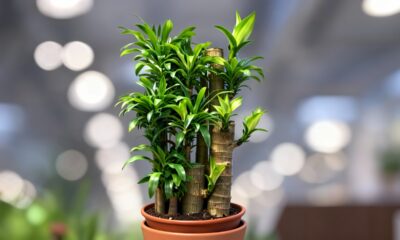 Essa planta virou símbolo de fluidez e boas energias dentro de casa