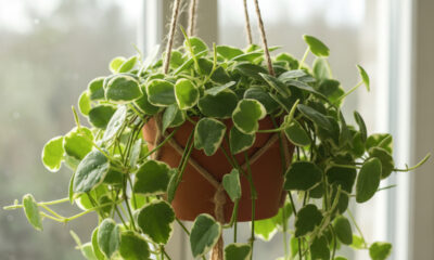 Essa planta passou a simbolizar vínculos leves e relações sinceras