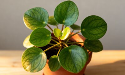 Essa planta discreta me ensinou a enxergar beleza nos detalhes mais simples