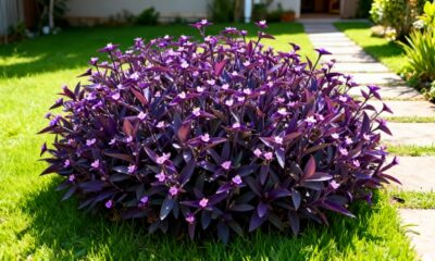 Ela nasceu sozinha no quintal e, com o tempo, virou símbolo de sorte