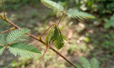 Quando você toca nessa planta, ela reage quase instantaneamente