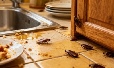 O que significa quando aparecem muitas baratinhas pequenas na cozinha