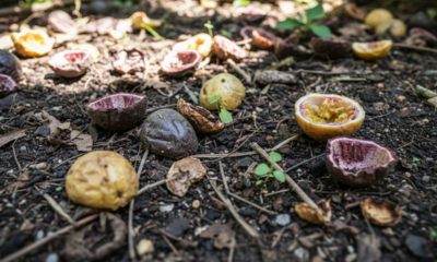 A casca de maracujá pode virar um reforço natural para nutrir o solo