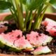 A casca de melancia pode virar um adubo simples para plantas ornamentais