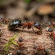 O inseto minúsculo que “avisa” a colônia inteira em segundos