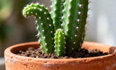 Quanto custa ter um mandacaru saudável em vaso ou no jardim