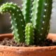 Quanto custa ter um mandacaru saudável em vaso ou no jardim