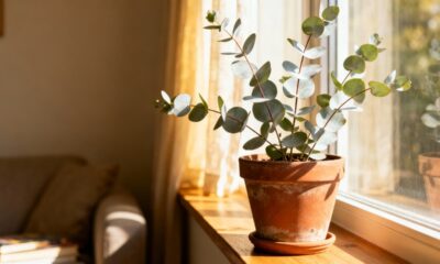Pouca gente sabe, mas o local do eucalipto faz toda a diferença no ambiente