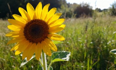 Uma simples semente de girassol acabou transformando meu jeito de viver