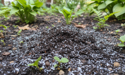 Essa mistura simples com borra de café e cinzas virou segredo de jardim