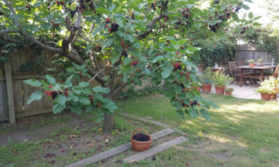 Essa fruta rústica produz bem no quintal e surpreende pela facilidade de cultivo