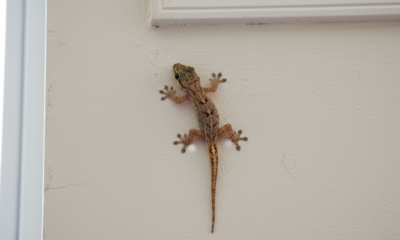 O que significa quando aparecem muitas lagartixas em casa?