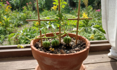 Plantar melancia-anã em vaso grande é possível com alguns cuidados simples